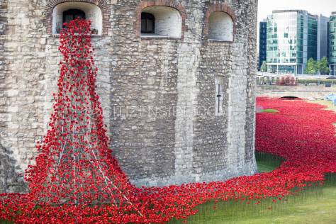 London: Ceramic poppies planted at Tower of London to mark World War I deaths